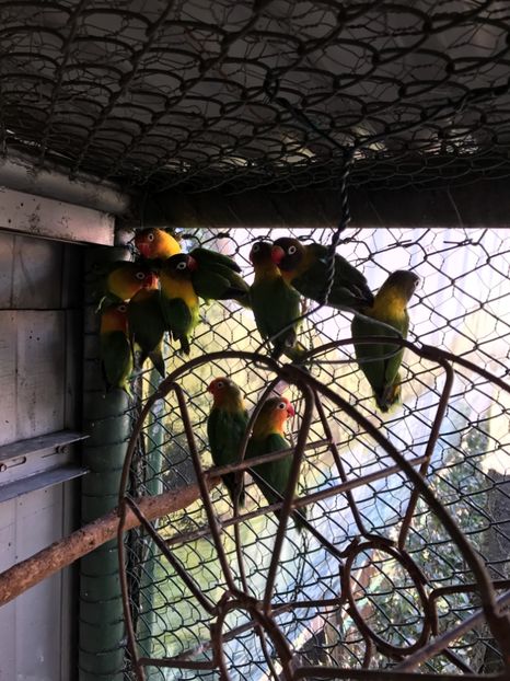  - De vânzare agapornis 2018