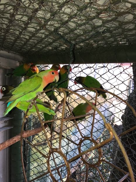  - De vânzare agapornis 2018