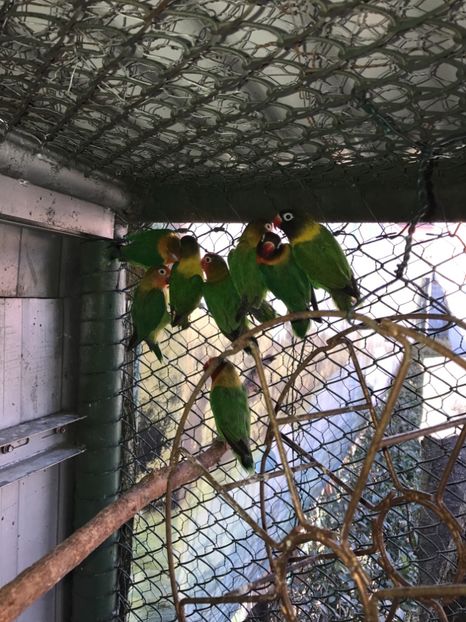  - De vânzare agapornis 2018