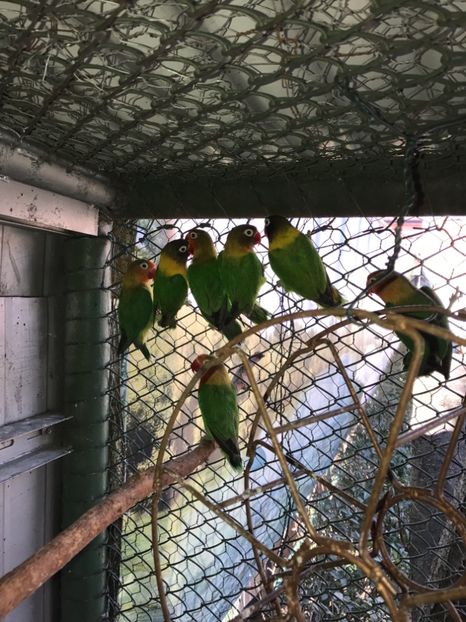  - De vânzare agapornis 2018