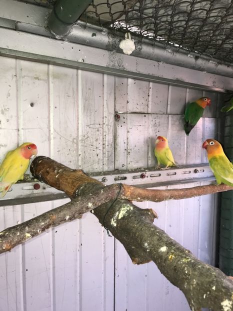  - De vânzare agapornis 2018