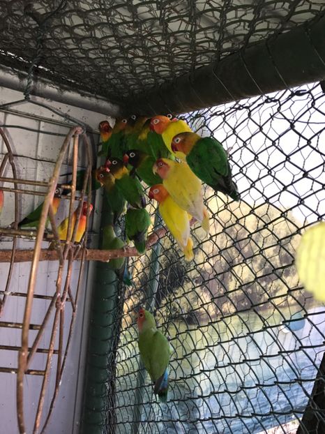  - De vânzare agapornis 2018