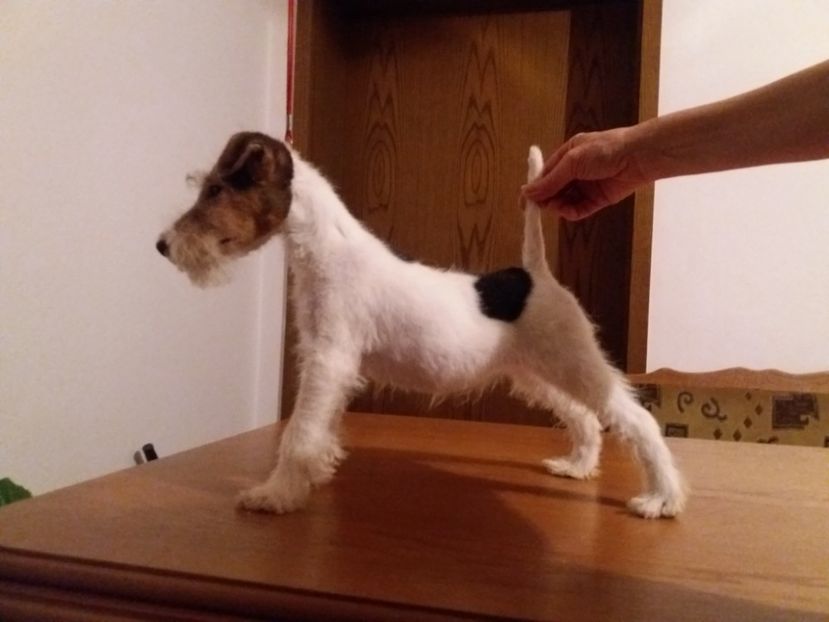  - Fox Terrier cu par sarmos