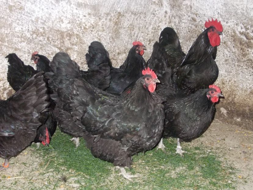  - Gaini Australorp 2017 fam 2 vandute