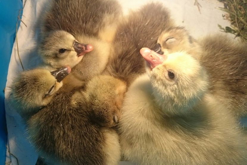  - Cholmogory 2015-16-17-18