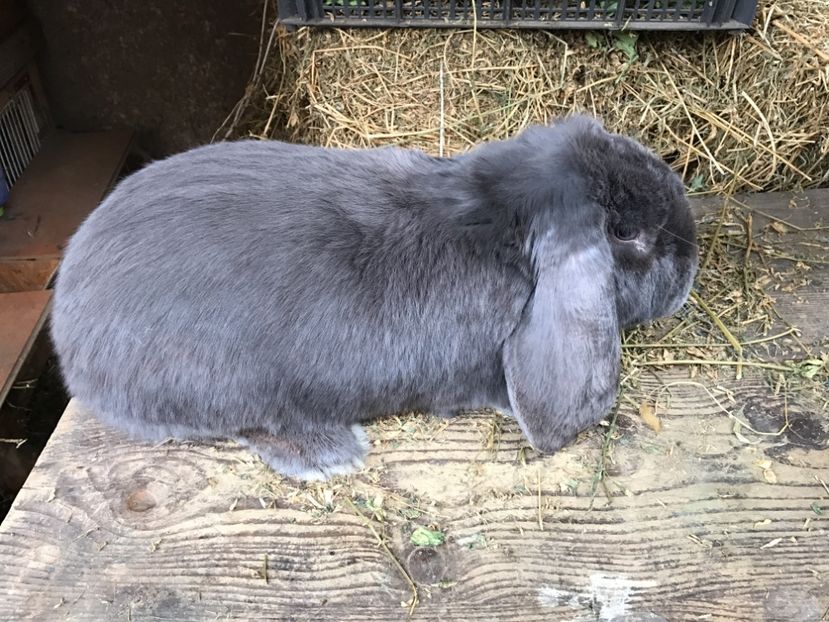  - Mascul BG 1 albastru