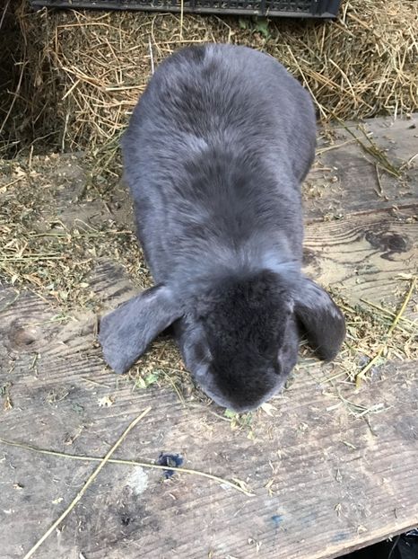  - Mascul BG 1 albastru