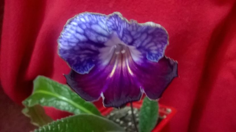  - streptocarpusi 2017