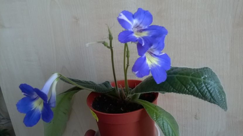  - streptocarpusi 2017