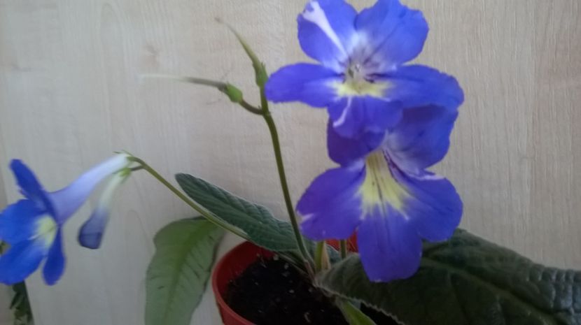  - streptocarpusi 2017