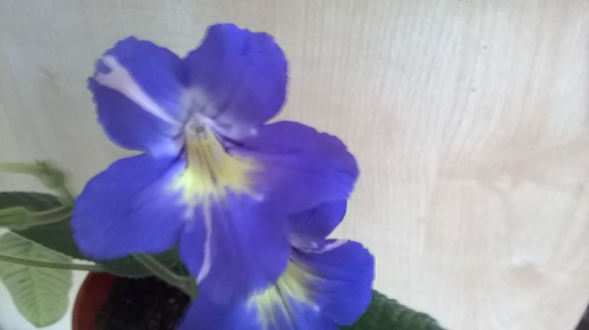  - streptocarpusi 2017