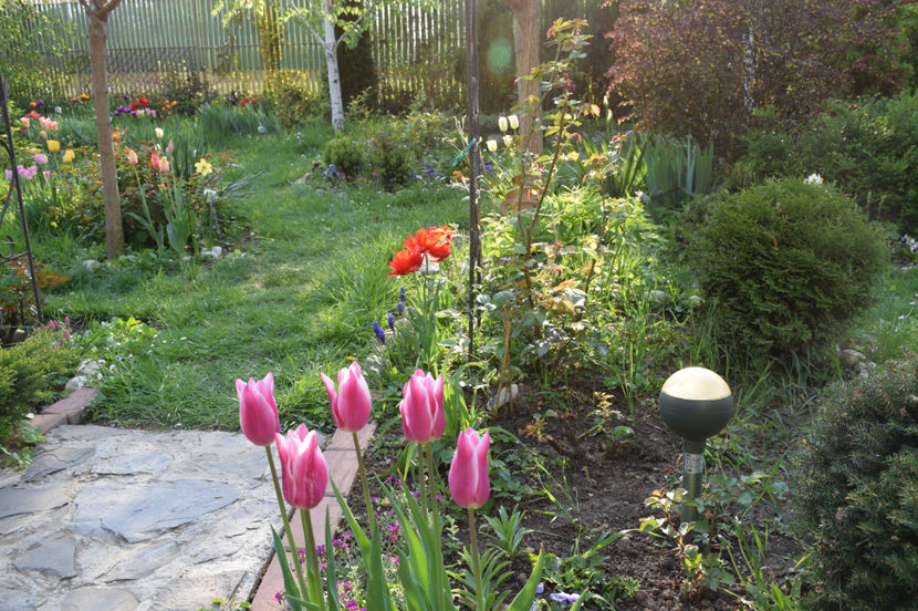 Akita tulips !? Parca nu sunt.... - 2017_Aprilie_Gradina Rozelor