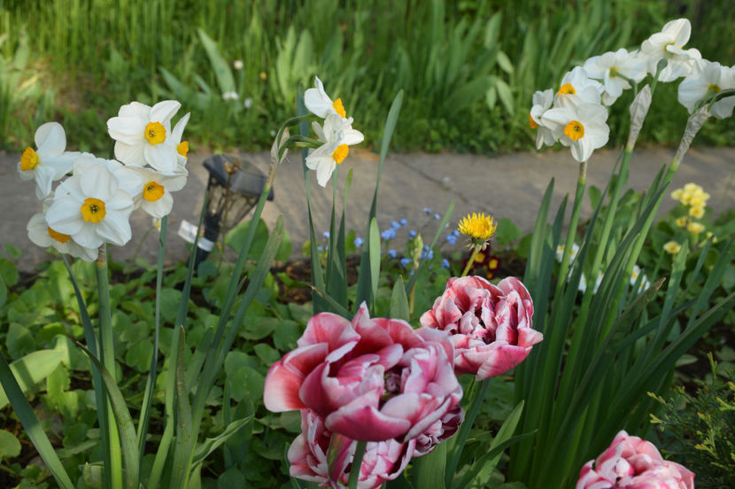 Gerbrand Kieft tulip - 2017_Aprilie_Gradina Rozelor