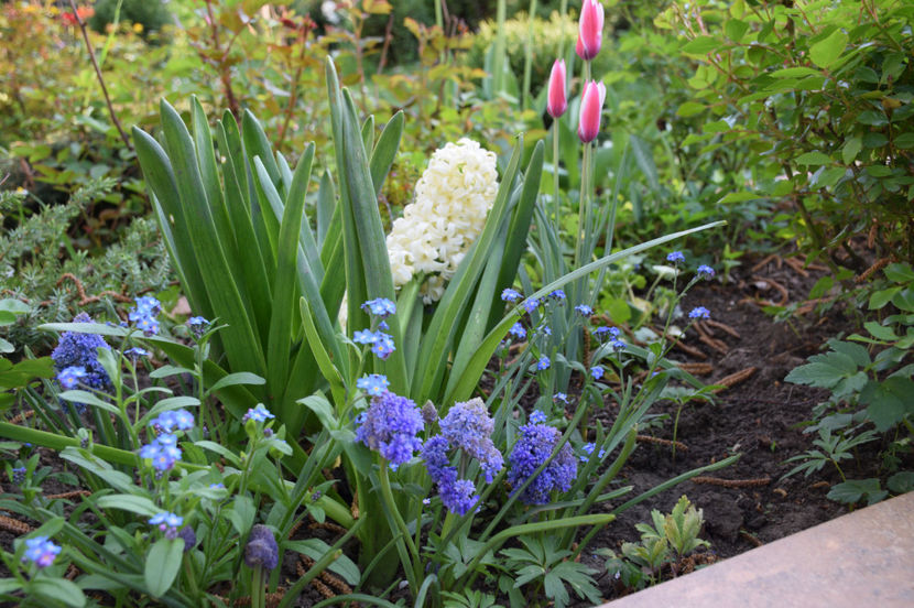 Zambila Aioles si Pepermint Stick tulip - 2017_Aprilie_Gradina Rozelor