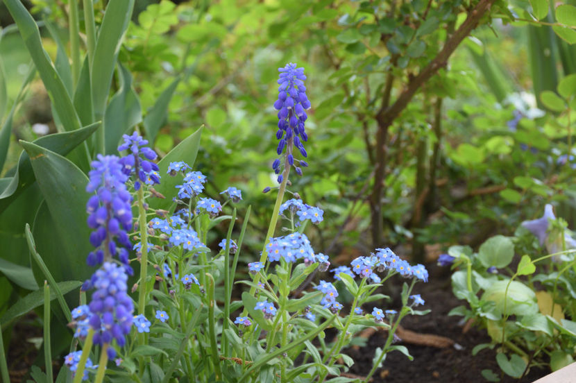 Muscari Azureum si Myosotis - 2017_Aprilie_Gradina Rozelor
