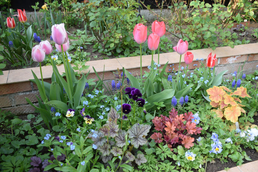 Olioules si Carola tulips - 2017_Aprilie_Gradina Rozelor