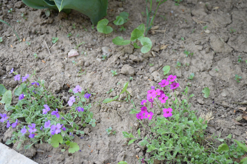 Aubrieta Kitte Blue si Aubrieta Regado - 2017_Aprilie_Gradina Rozelor