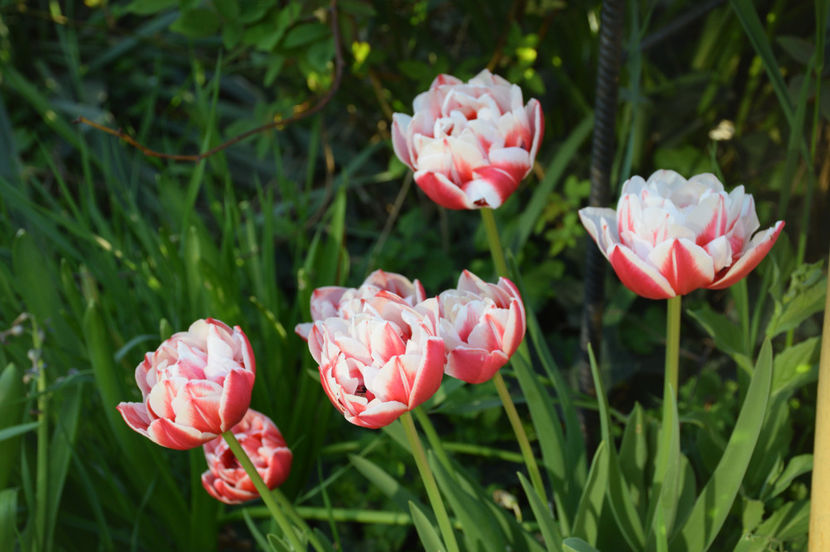 Horizon tulips din 2015... - 2017_Aprilie_Gradina Rozelor
