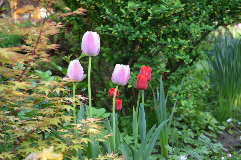 Olioulles si Ille de France tulips - 2017_Aprilie_Gradina Rozelor