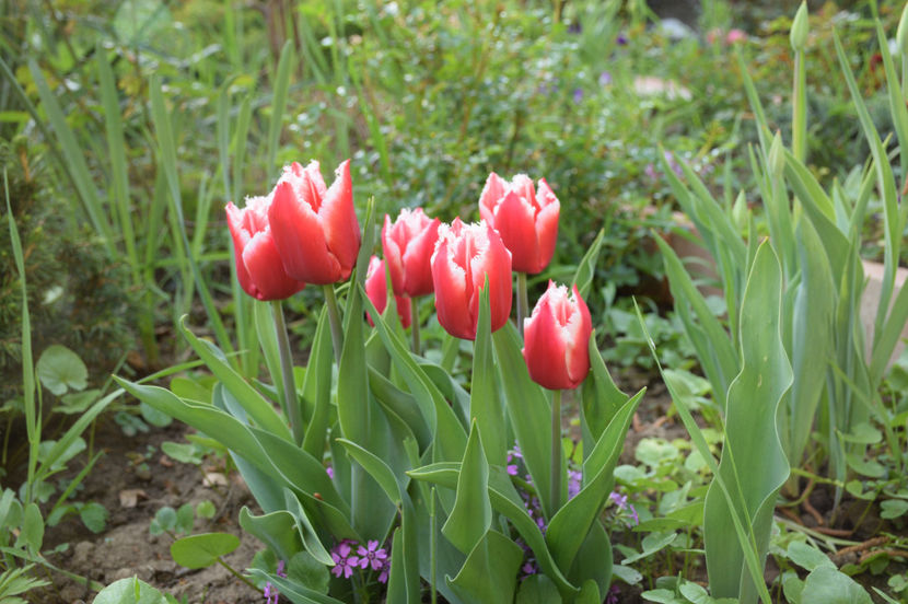 Canasta tulips - 2017_Aprilie_Gradina Rozelor