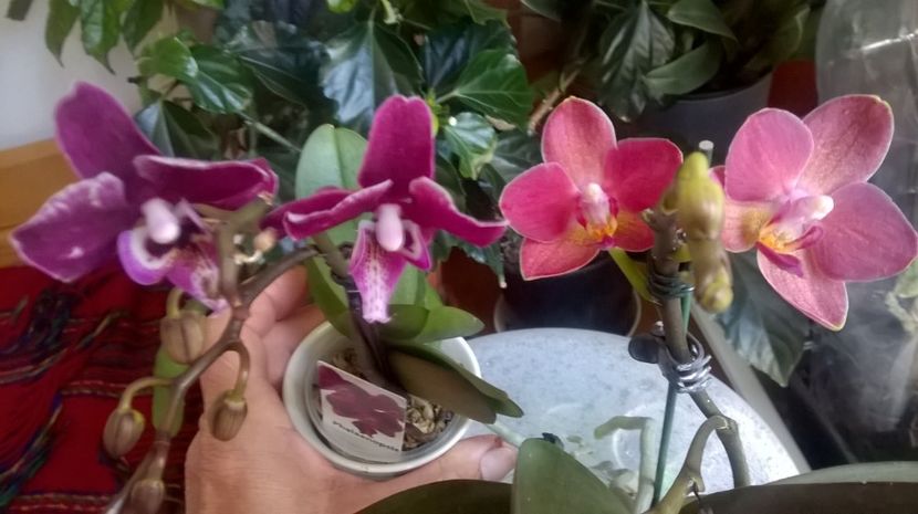  - orhidee 2017
