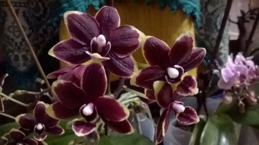  - orhidee 2017