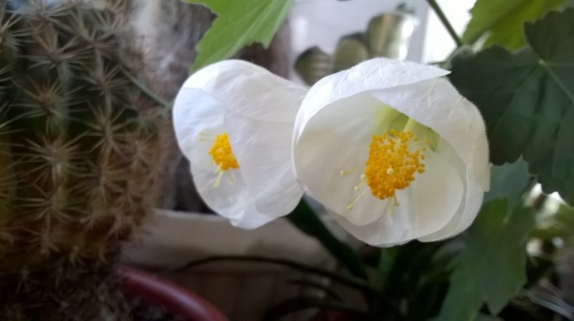  - Abutilon 2016-2017 -2018-2019