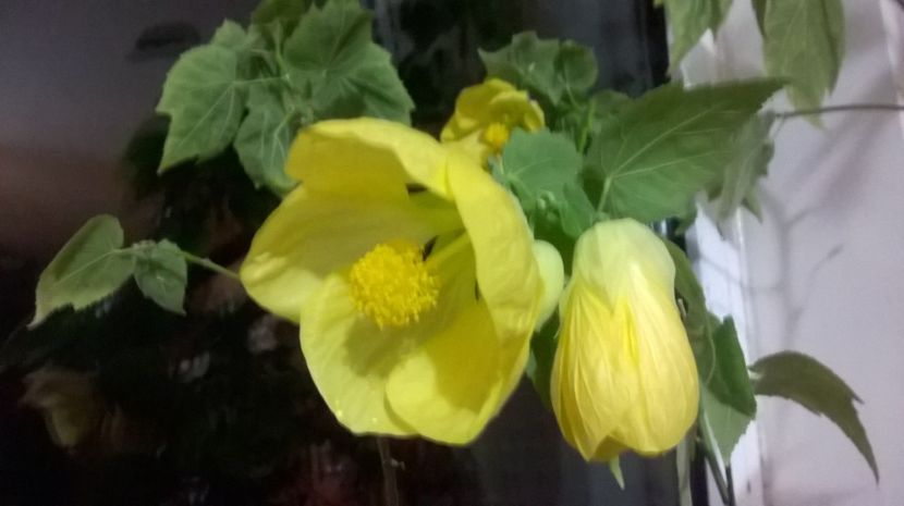  - Abutilon 2016-2017 -2018-2019