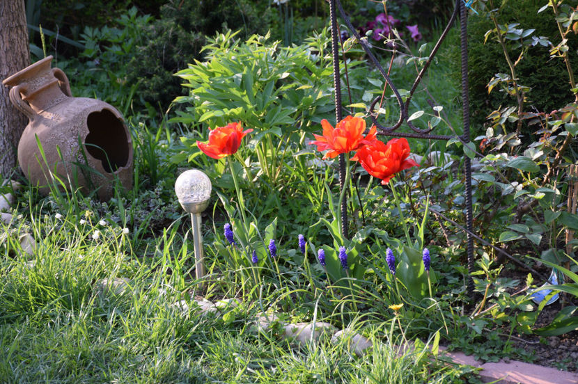 Abba tulip - 2017_Aprilie_Gradina Rozelor