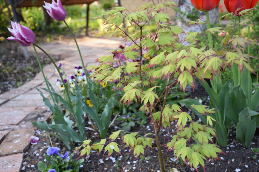 Claudia tulip asi Acer Tsuma Beni - 2017_Aprilie_Gradina Rozelor