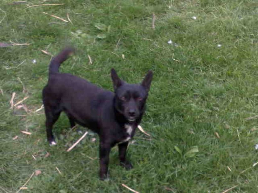  - Caini de sobolani-dihori-paza