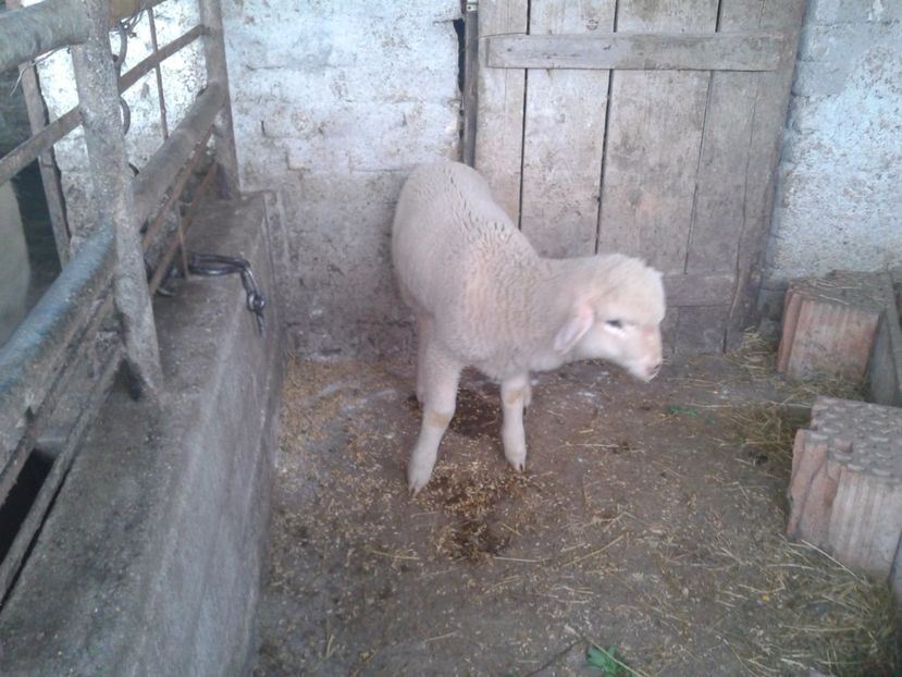 Fotografie0003 - D--- 3 berbecutul bebe