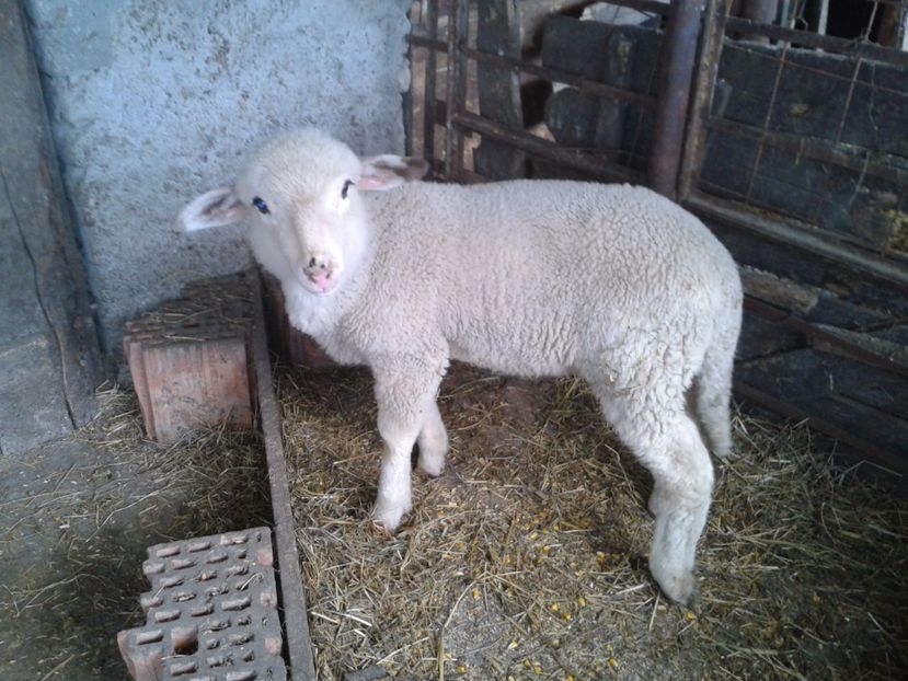 Fotografie0030 - D--- 3 berbecutul bebe