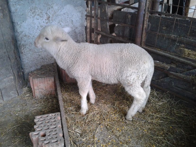 Fotografie0031 - D--- 3 berbecutul bebe