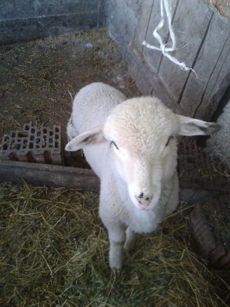 Fotografie0055 - D--- 3 berbecutul bebe