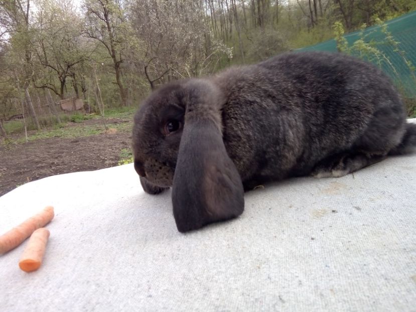  - ARHIVA IEPURI ce am avut câteva exemplare