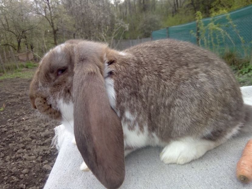  - ARHIVA IEPURI ce am avut câteva exemplare