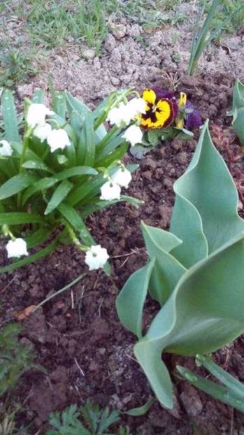  - Flori de primavara 2017