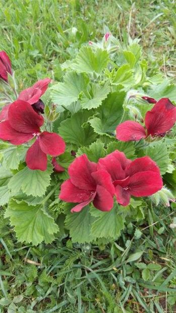  - Flori de primavara 2017