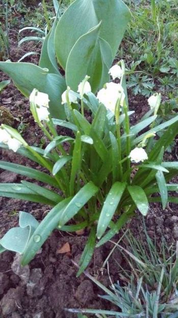  - Flori de primavara 2017