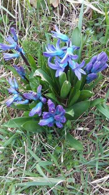  - Flori de primavara 2017