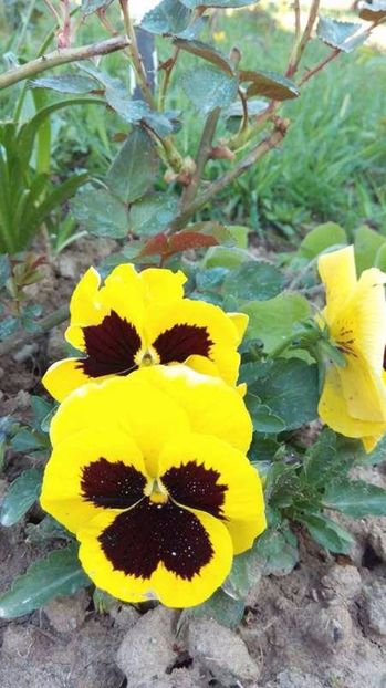  - Flori de primavara 2017