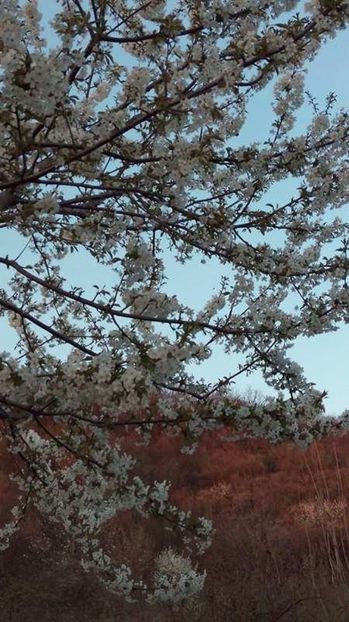  - Flori de primavara 2017