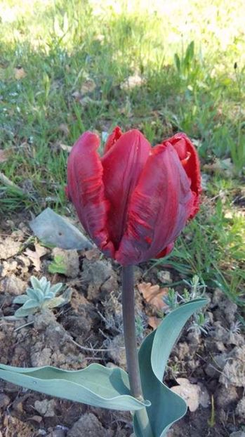  - Flori de primavara 2017