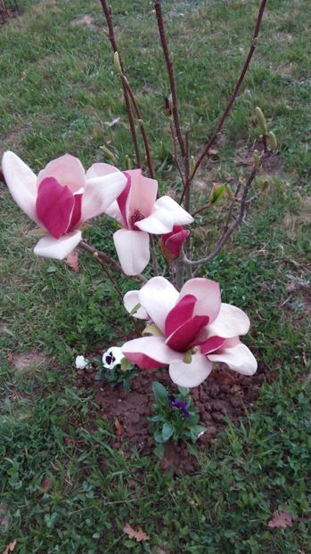  - Flori de primavara 2017