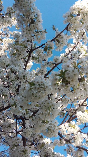  - Flori de primavara 2017