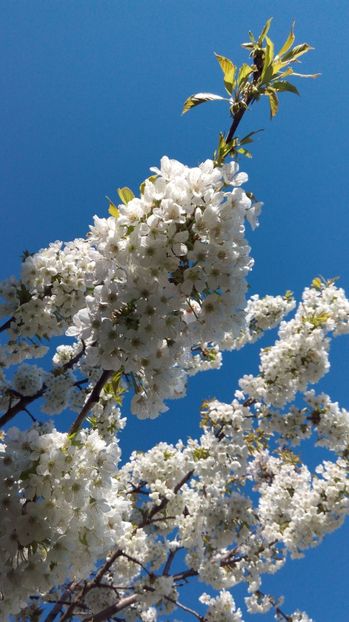  - Flori de primavara 2017