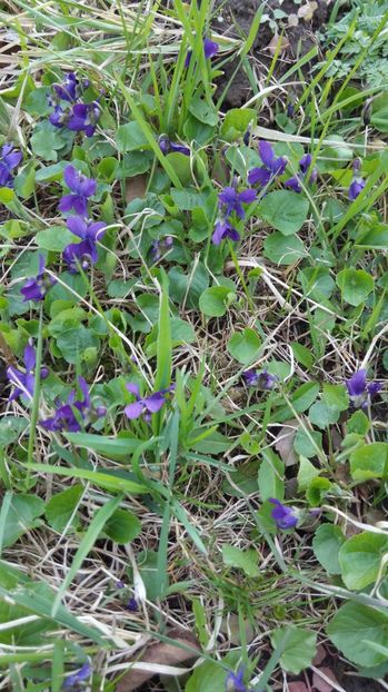  - Flori de primavara 2017