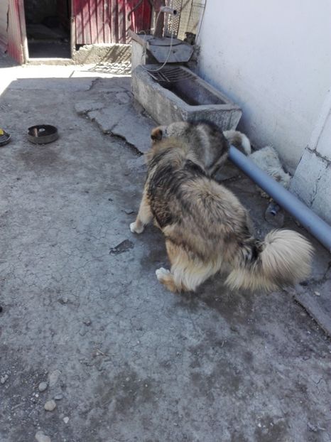  - Ciobanesc caucazian