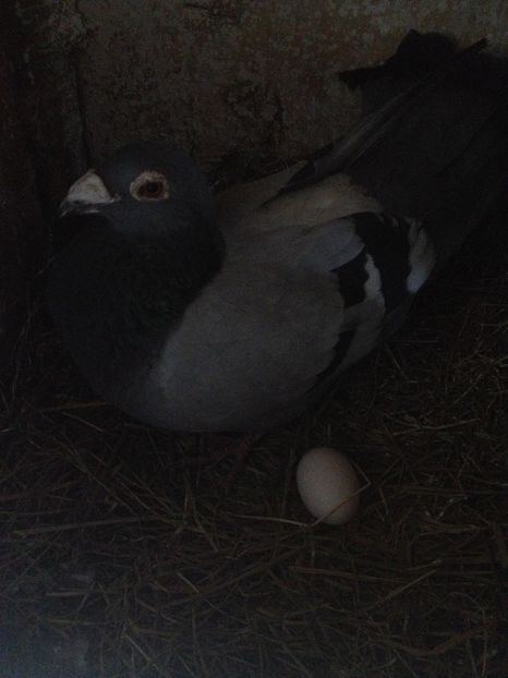 2017 - Voiajori stil vechi